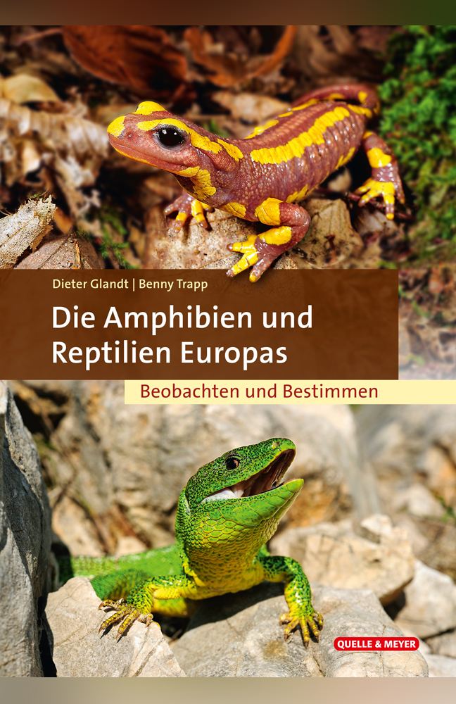 Amphibien Und Reptilien In Thüringen: Ein Detaillierter Atlas Amphibien Und Reptilien In Thüringen: Ein Detaillierter Atlas