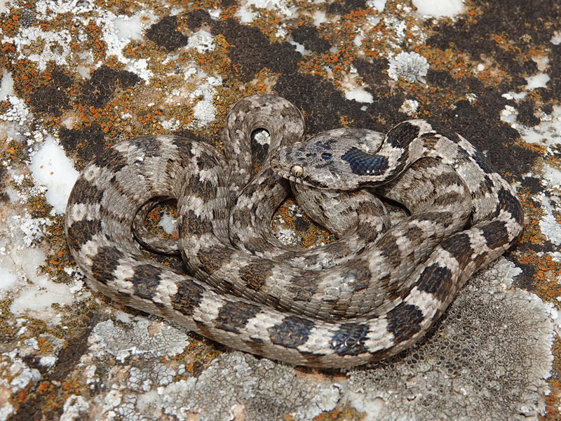 Entdecken Sie Die Herpetofauna Thüringens: Der Neue Reptilien- Und Amphibienatlas Entdecken Sie Die Herpetofauna Thüringens: Der Neue Reptilien- Und Amphibienatlas
