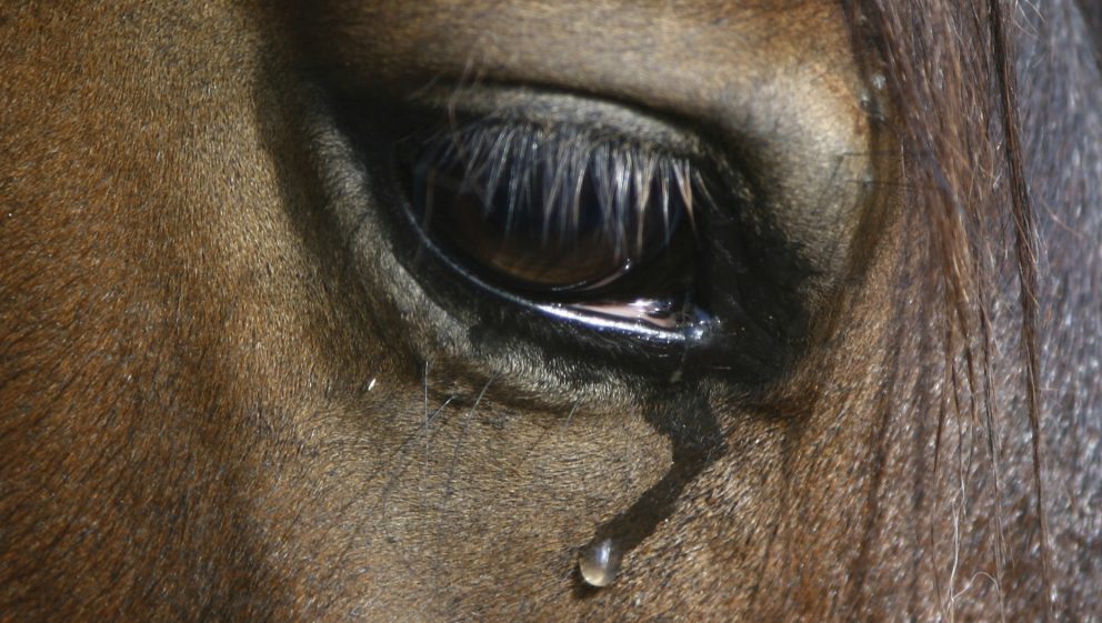The Toll Of The Grand National: Horse Deaths Ahead Of The 2025 Race The Toll Of The Grand National: Horse Deaths Ahead Of The 2025 Race