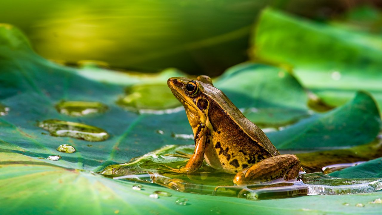 Thüringen: Amphibien- Und Reptilienatlas – Ein Umfassender Überblick Thüringen: Amphibien- Und Reptilienatlas – Ein Umfassender Überblick